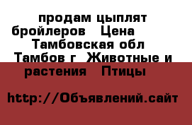 продам цыплят бройлеров › Цена ­ 150 - Тамбовская обл., Тамбов г. Животные и растения » Птицы   